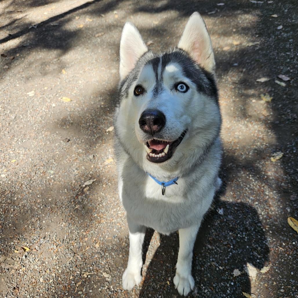 Chase, a Adoptable Husky in Port Townsend, WA image 1/2
