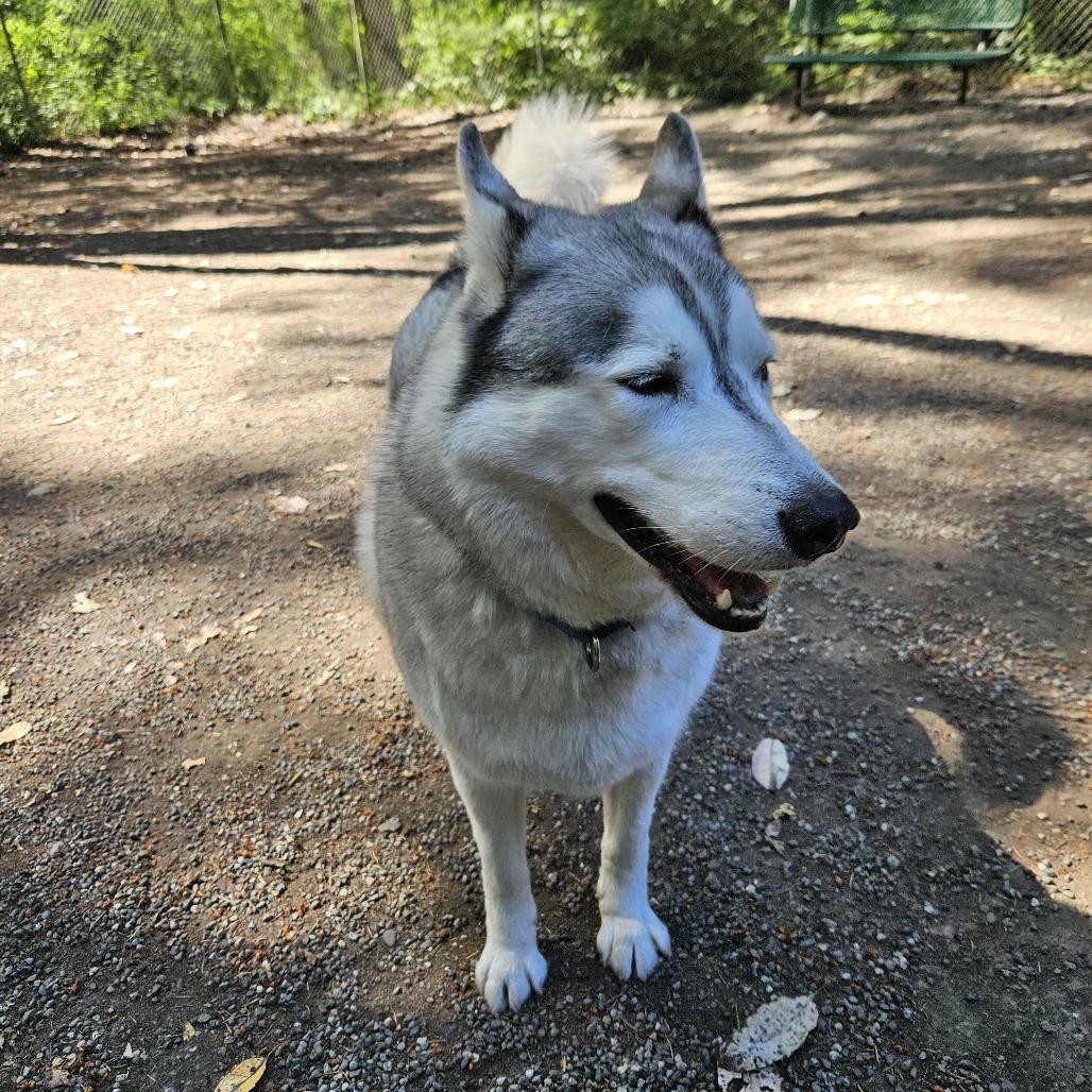 Chase, a Adoptable Husky in Port Townsend, WA image 2/2