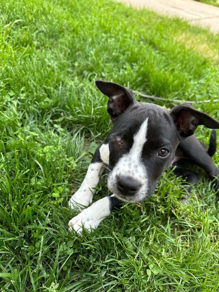 Denver, Adoptable, Puppy Male Pit Bull Terrier.