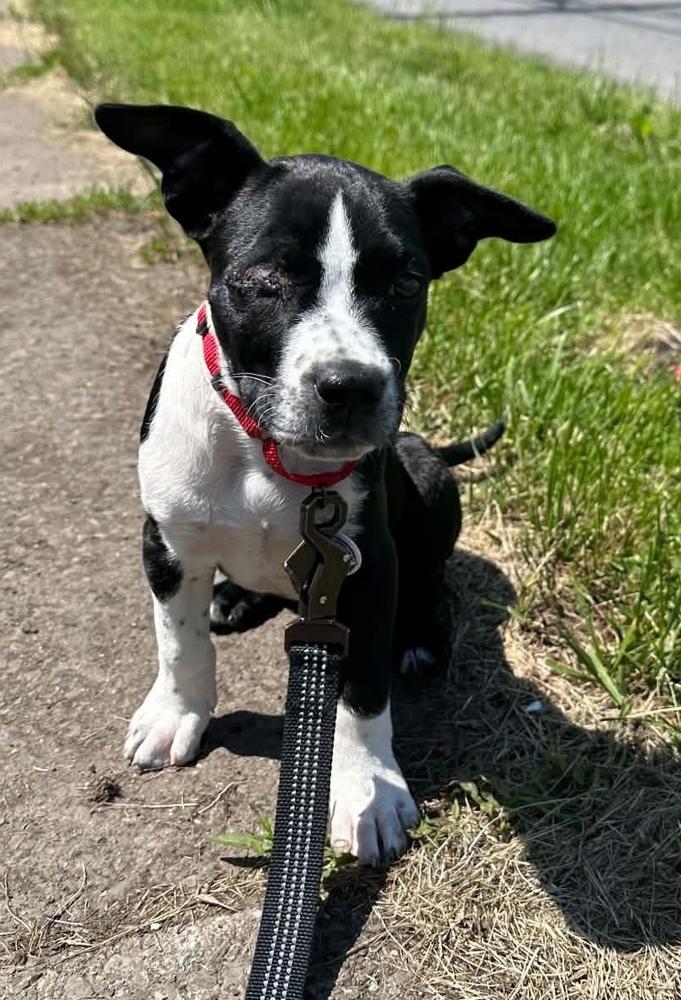 Denver, a Adoptable mixed breed in Alden, NY image 2/5