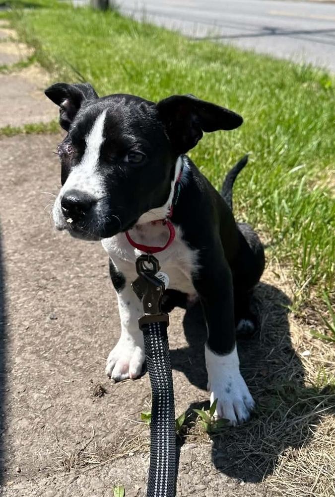 Denver, a Adoptable mixed breed in Alden, NY image 3/5