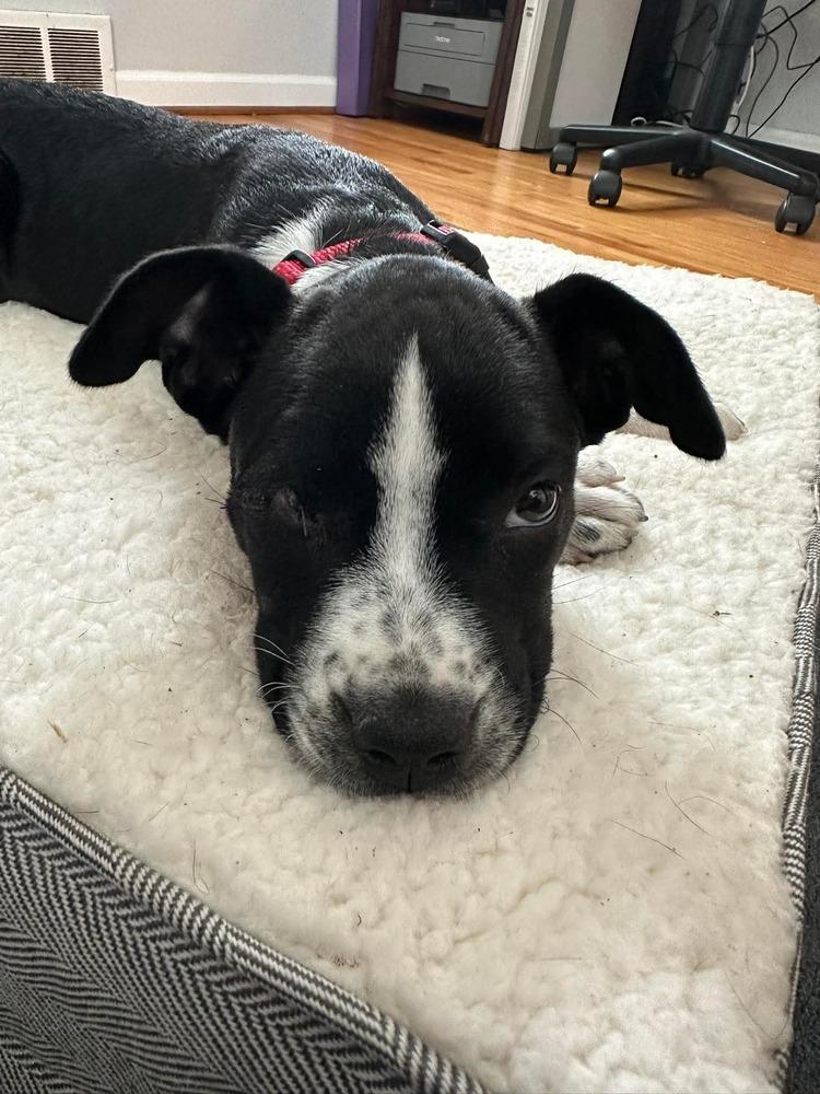 Denver, a Adoptable mixed breed in Alden, NY image 4/5