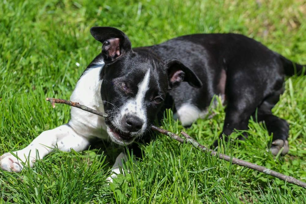 Denver, a Adoptable mixed breed in Alden, NY image 5/5