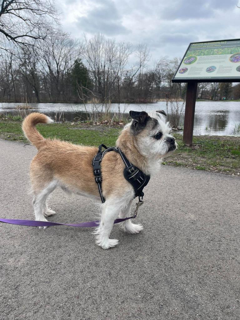 Bailey $450, Adoptable, Adult Male Shih Tzu & Pug.