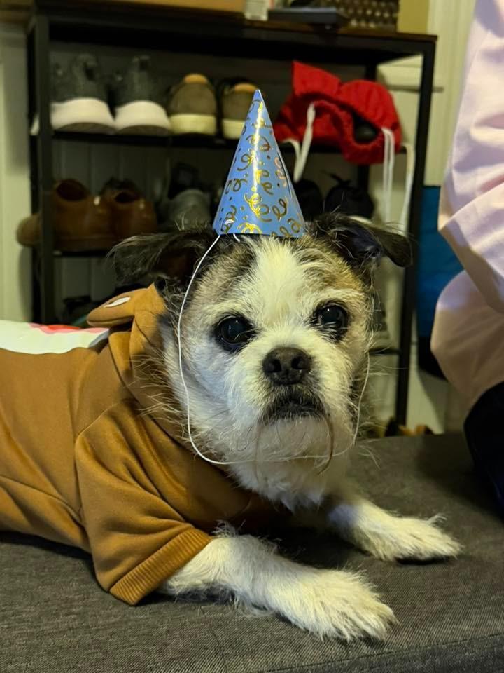 Bailey $450, Adoptable, Adult Male Shih Tzu & Pug.