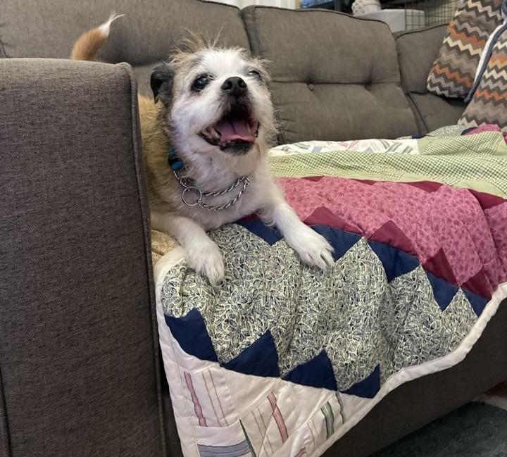 Enlarge Bailey $450, a Adoptable mixed breed in Milwaukee, WI image 2/5