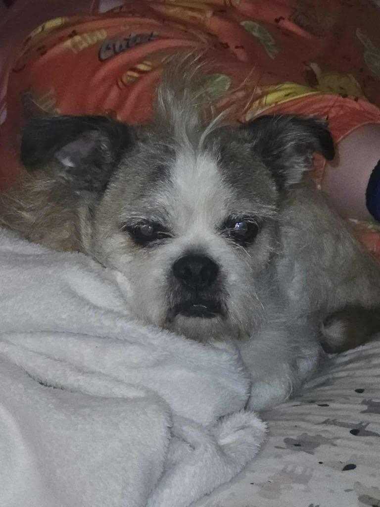 Enlarge Bailey $500, a Adoptable mixed breed in Milwaukee, WI image 1/1