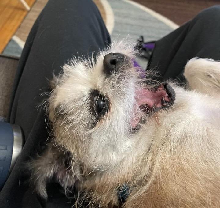 Enlarge Bailey $450, a Adoptable mixed breed in Milwaukee, WI image 3/5