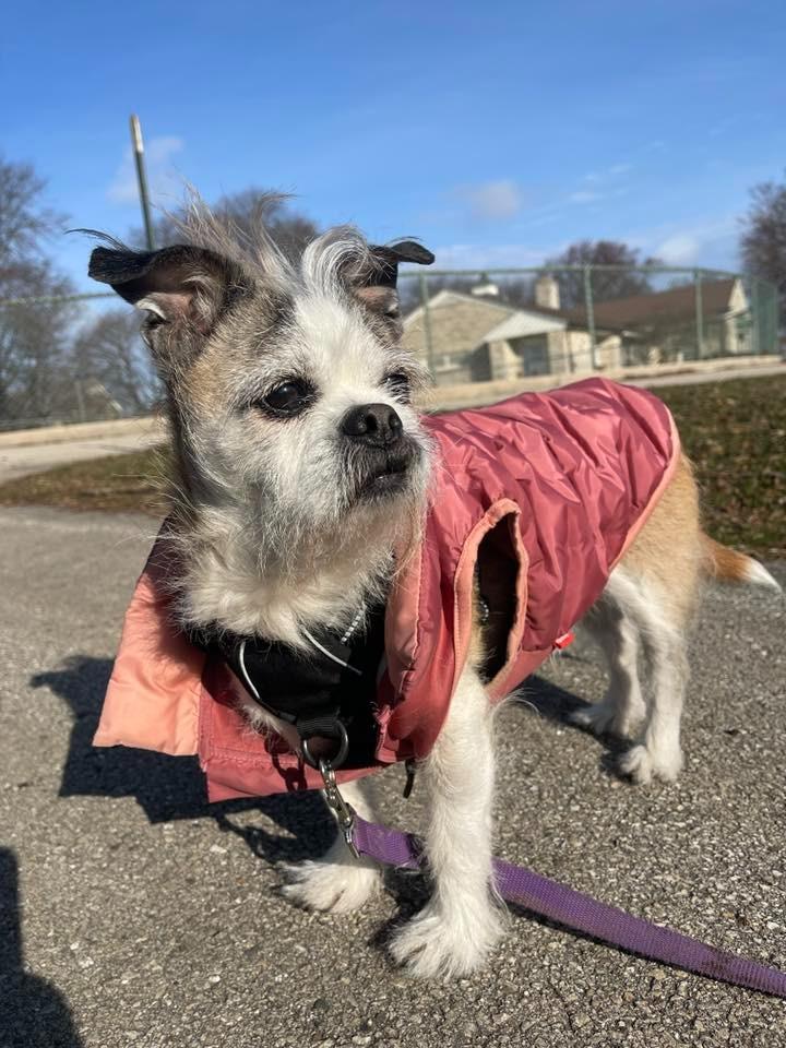 Enlarge Bailey $450, a Adoptable mixed breed in Milwaukee, WI image 2/5