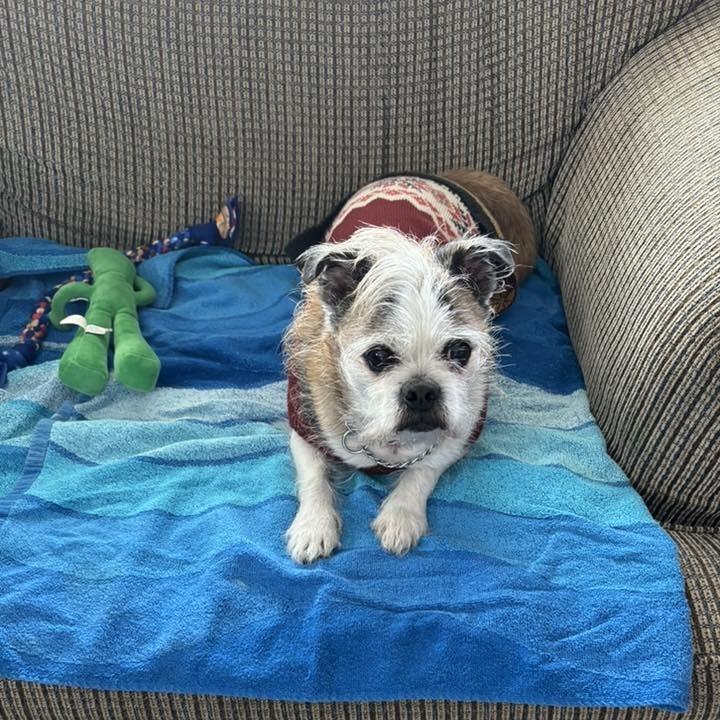 Enlarge Bailey $450, a Adoptable mixed breed in Milwaukee, WI image 4/5