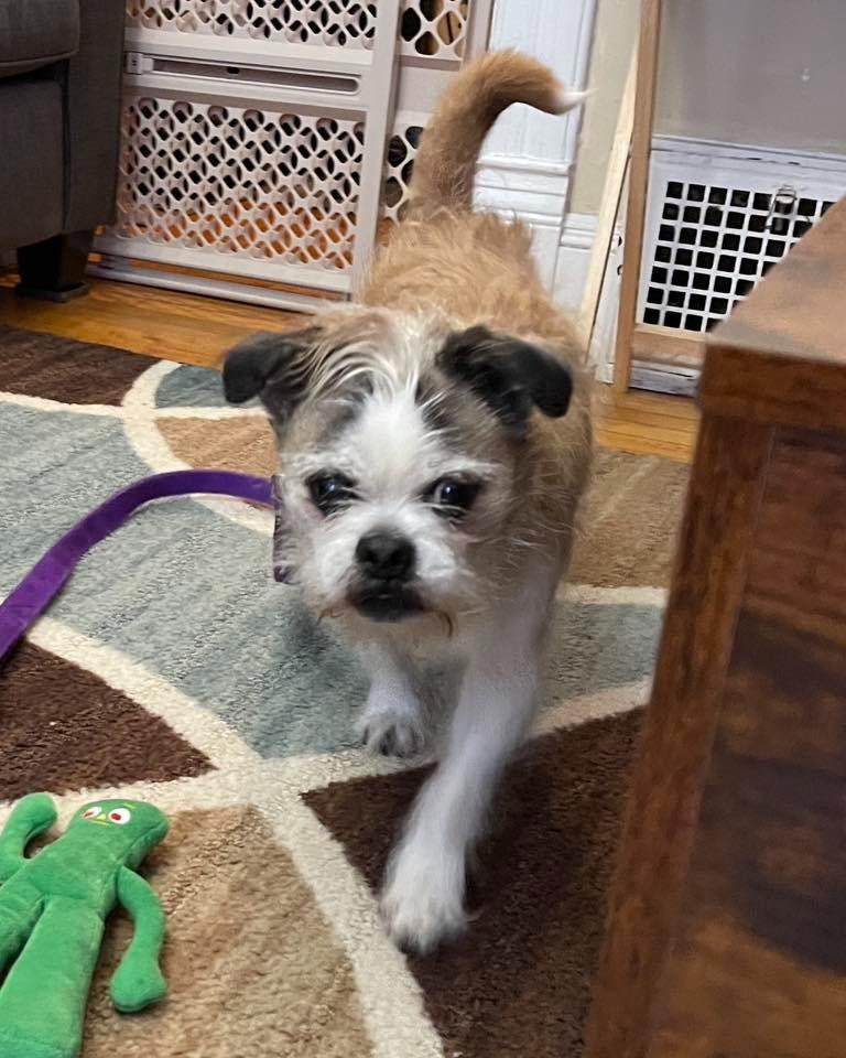 Enlarge Bailey $450, a Adoptable mixed breed in Milwaukee, WI image 5/5