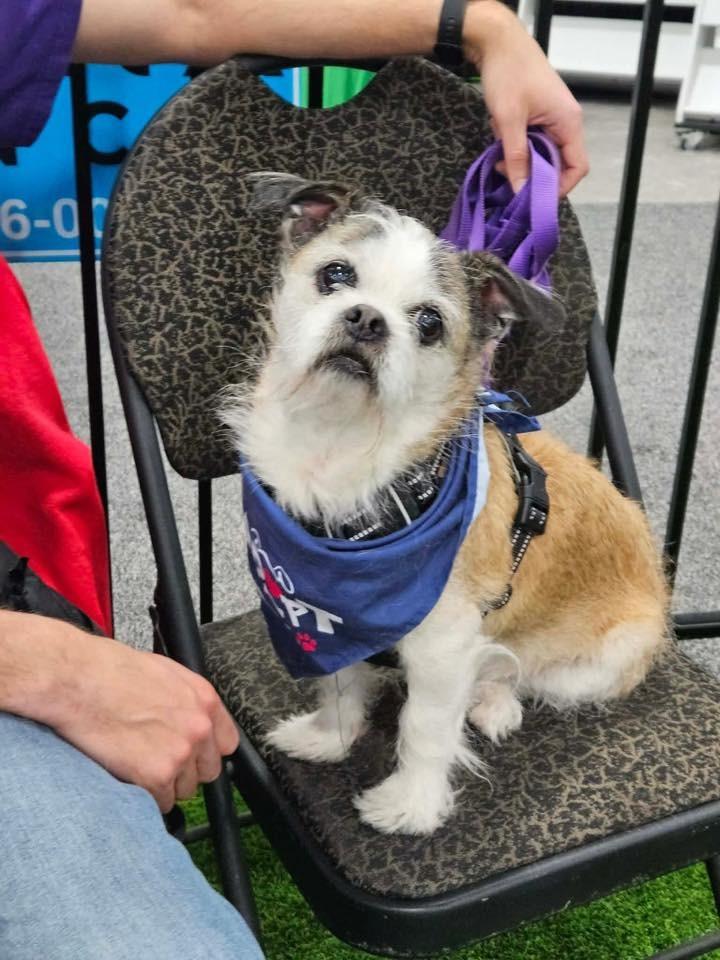 Enlarge Bailey $450, a Adoptable mixed breed in Milwaukee, WI image 4/5