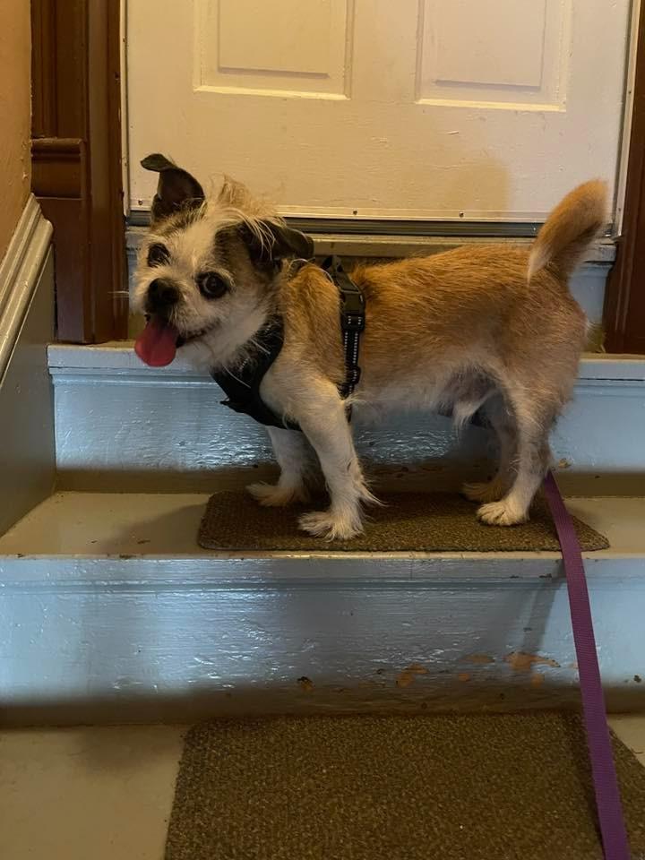 Enlarge Bailey $450, a Adoptable mixed breed in Milwaukee, WI image 5/5