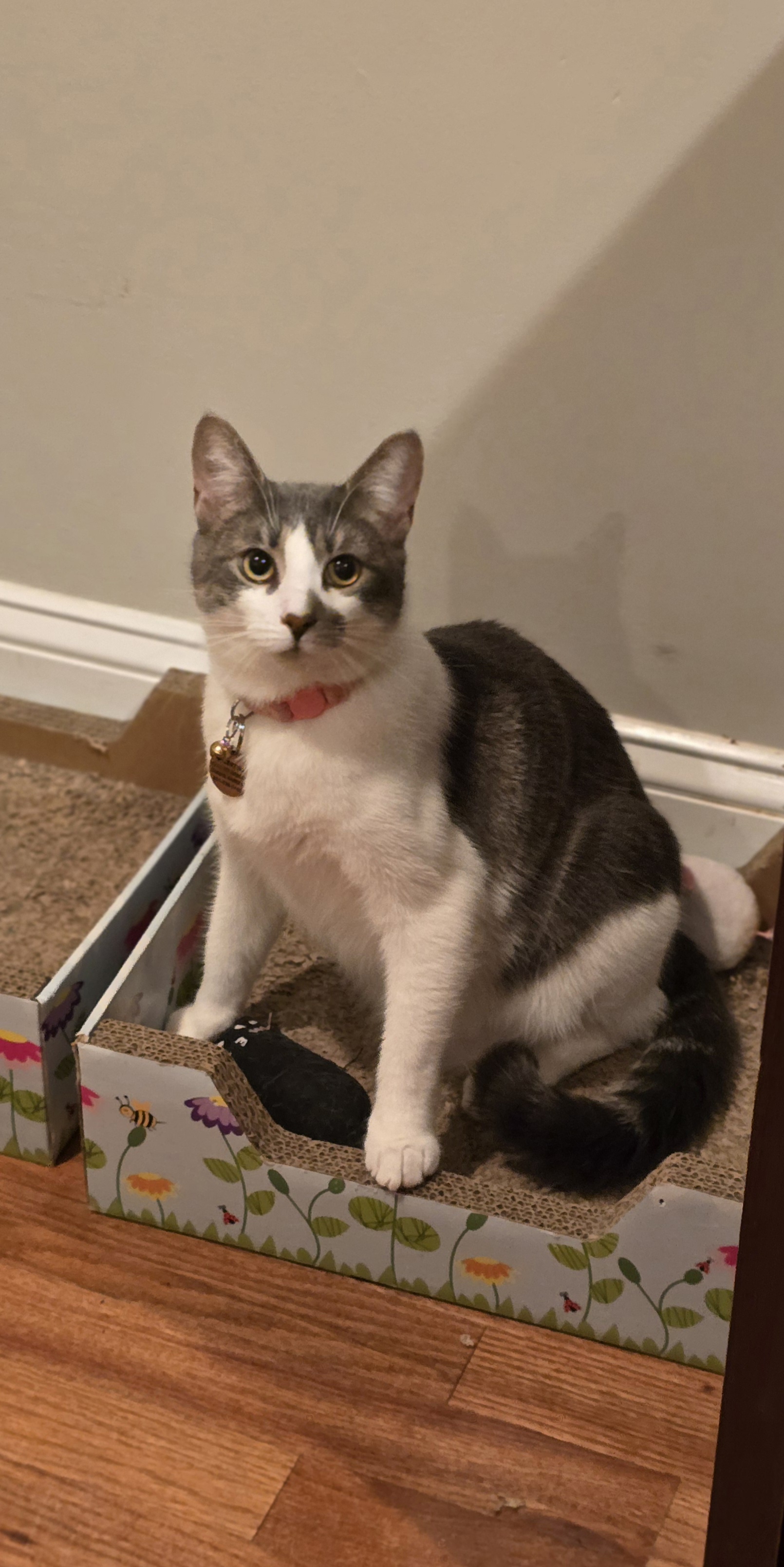 Enlarge Valentina, a Adoptable Tabby in North Bergen, NJ image 5/6