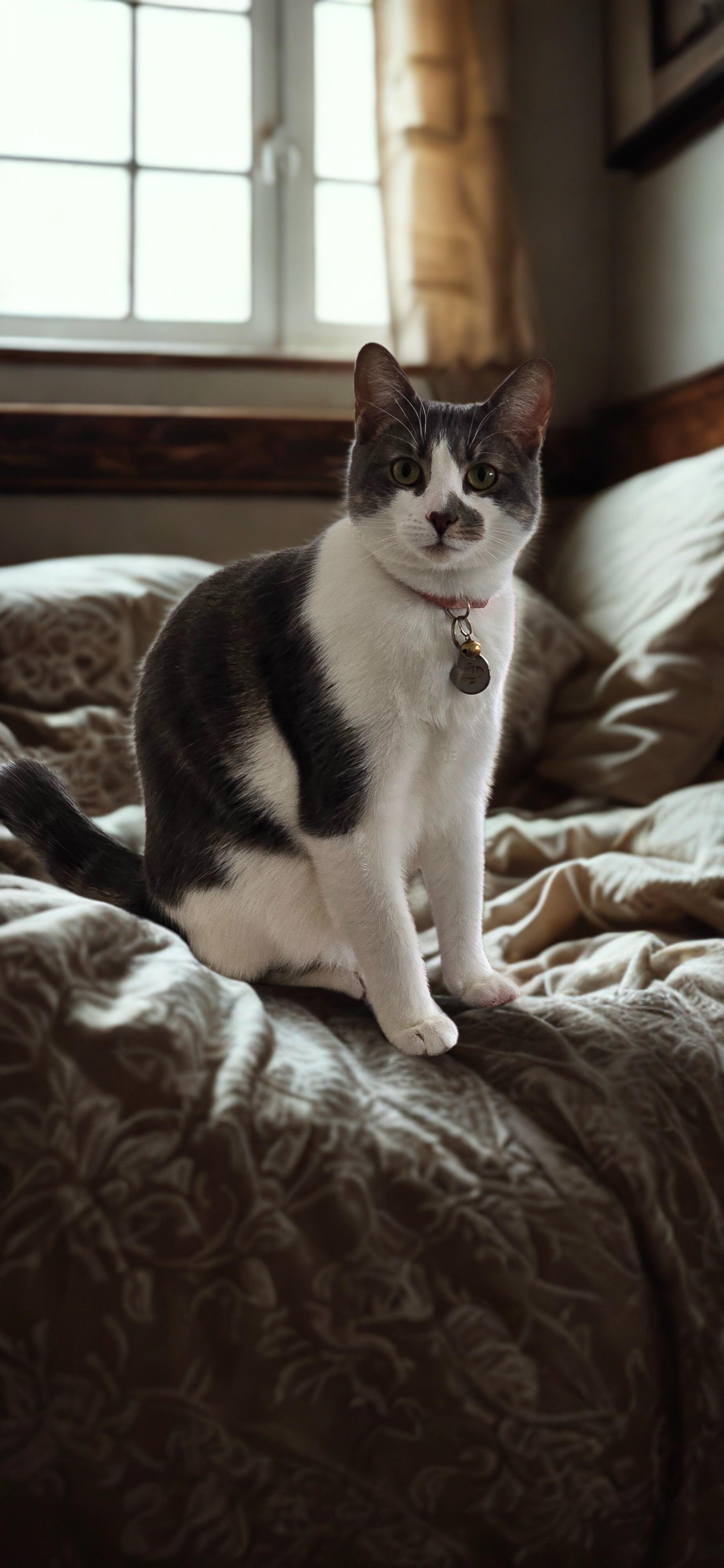 Enlarge Valentina, a Adoptable Tabby in North Bergen, NJ image 3/6