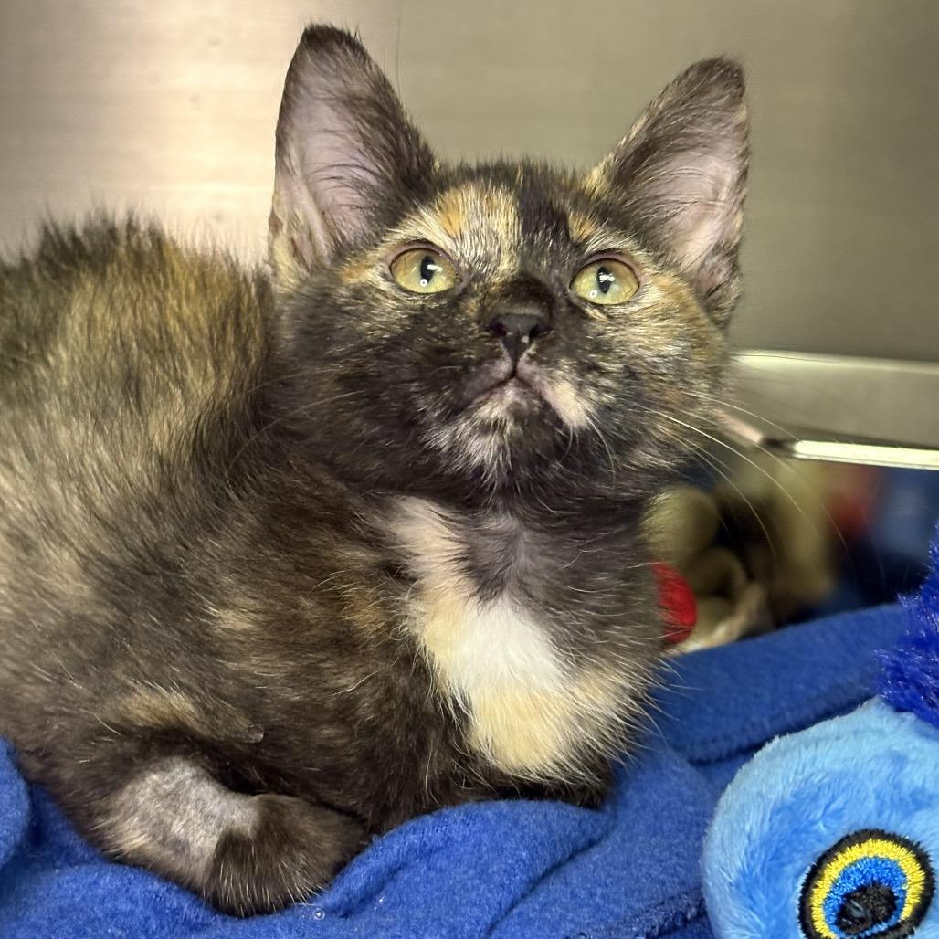 Mocha, Adoptable, Kitten Female Domestic Short Hair.