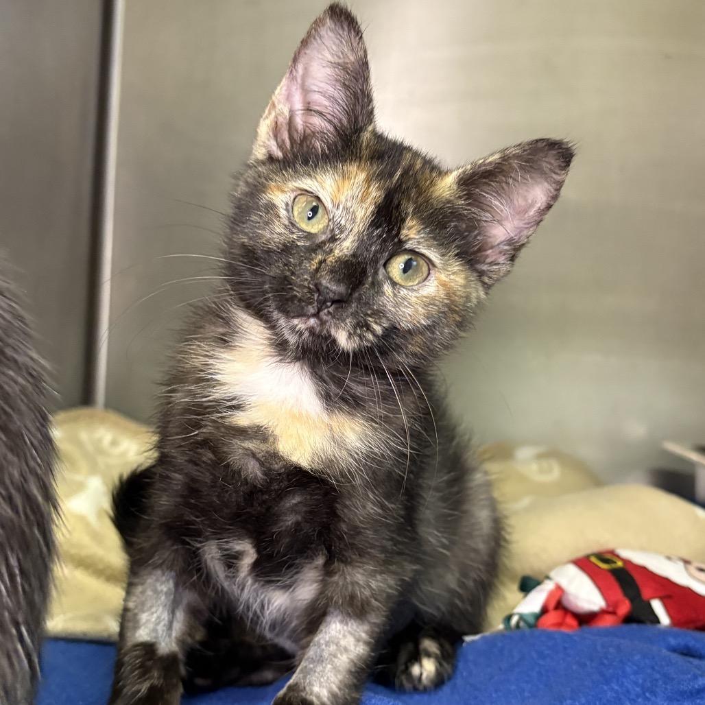 Enlarge Mocha, a Adoptable Domestic Short Hair in Arden, NC image 2/4