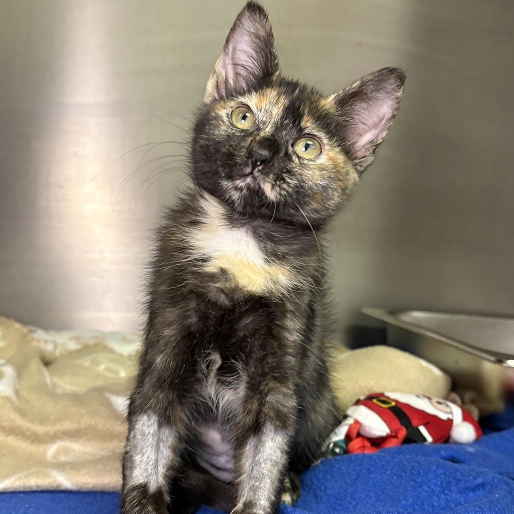 Enlarge Mocha, a Adoptable Domestic Short Hair in Arden, NC image 3/4