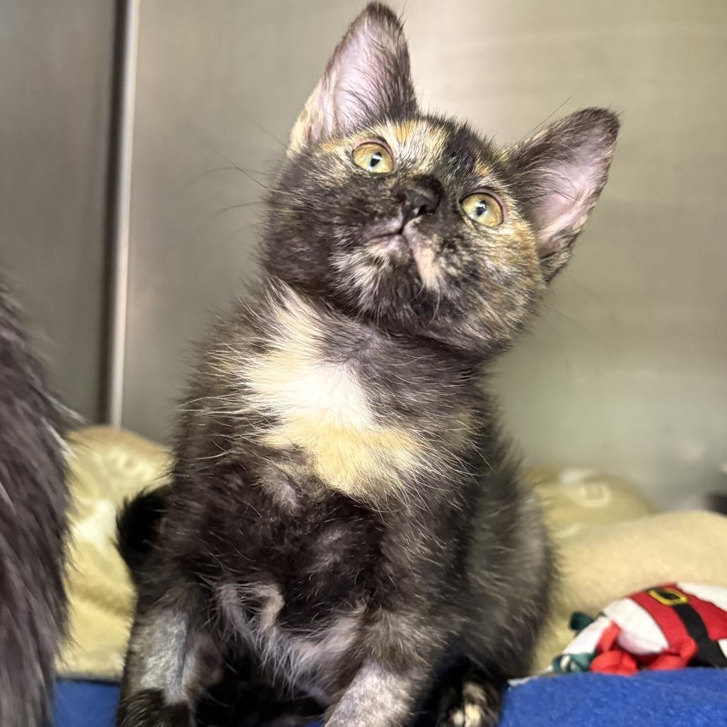 Enlarge Mocha, a Adoptable Domestic Short Hair in Arden, NC image 4/4