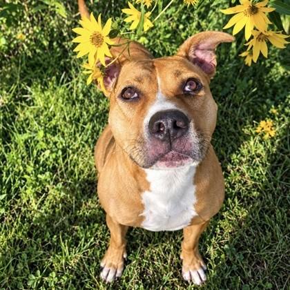 Enlarge Bear, a Adoptable mixed breed in Dubuque, IA image 2/2