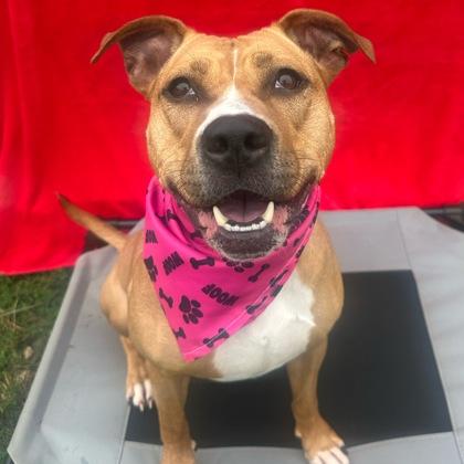 Bear, Adoptable, Adult Female Mixed Breed.