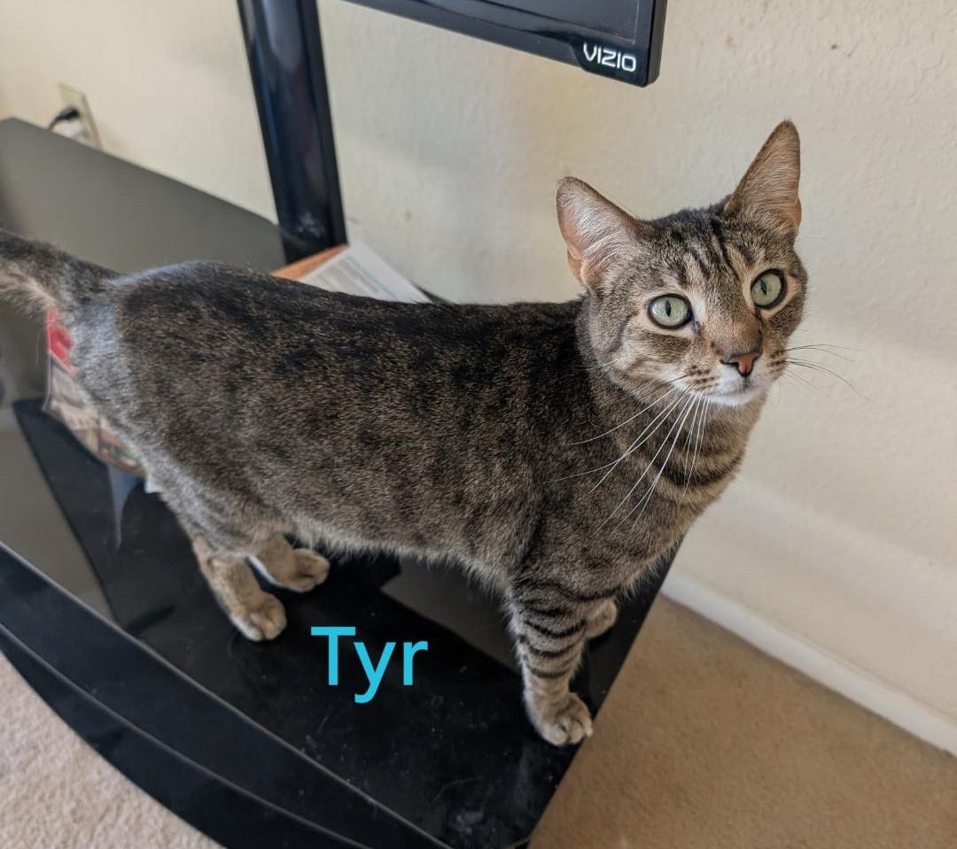 Tyr