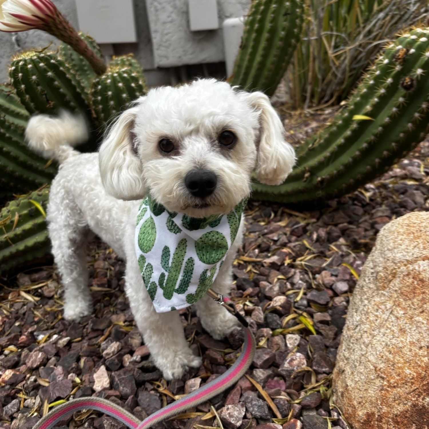 Kenny, Adopted, Adult Male Miniature Poodle.