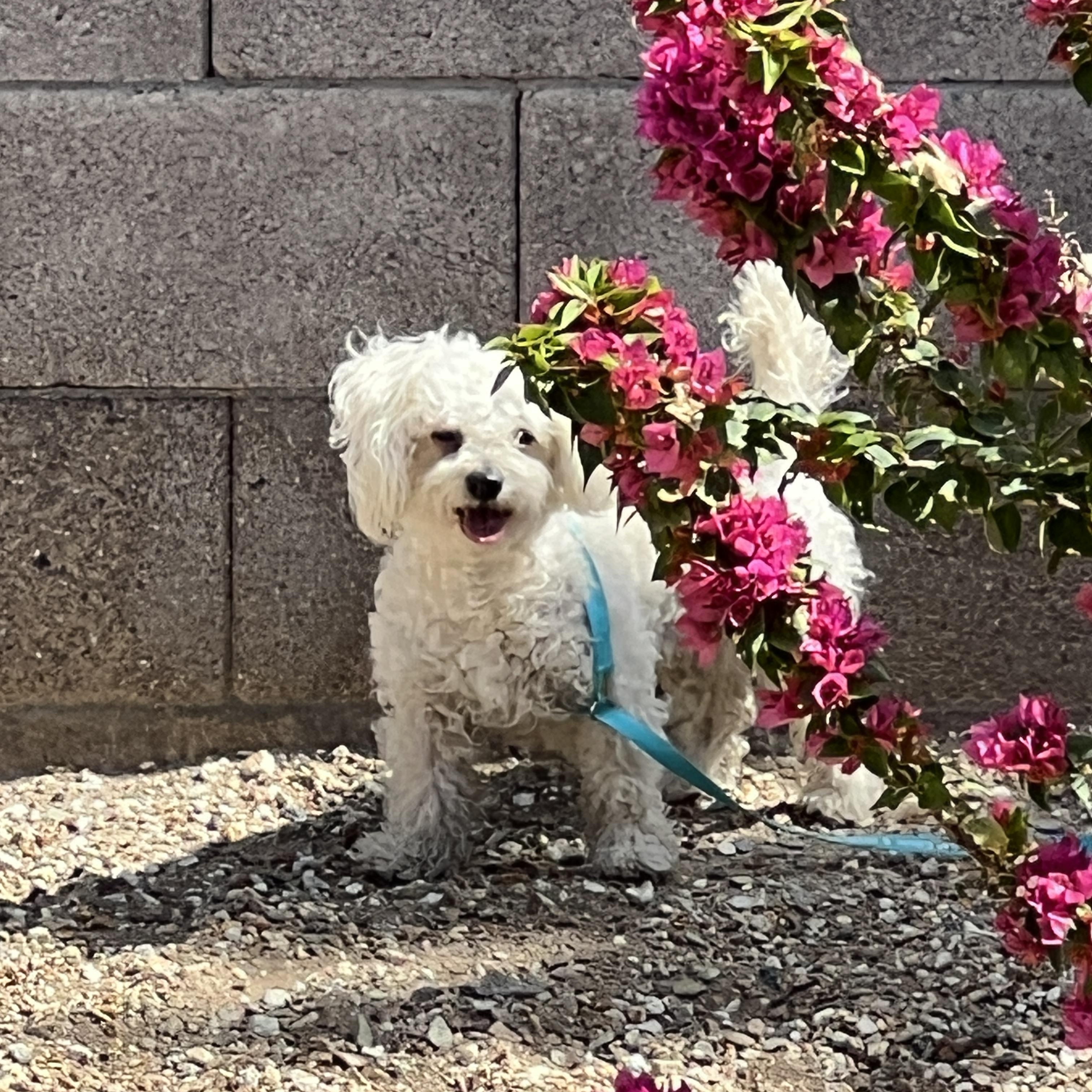 Kenny, a Adopted mixed breed in Phoenix, AZ image 5/6