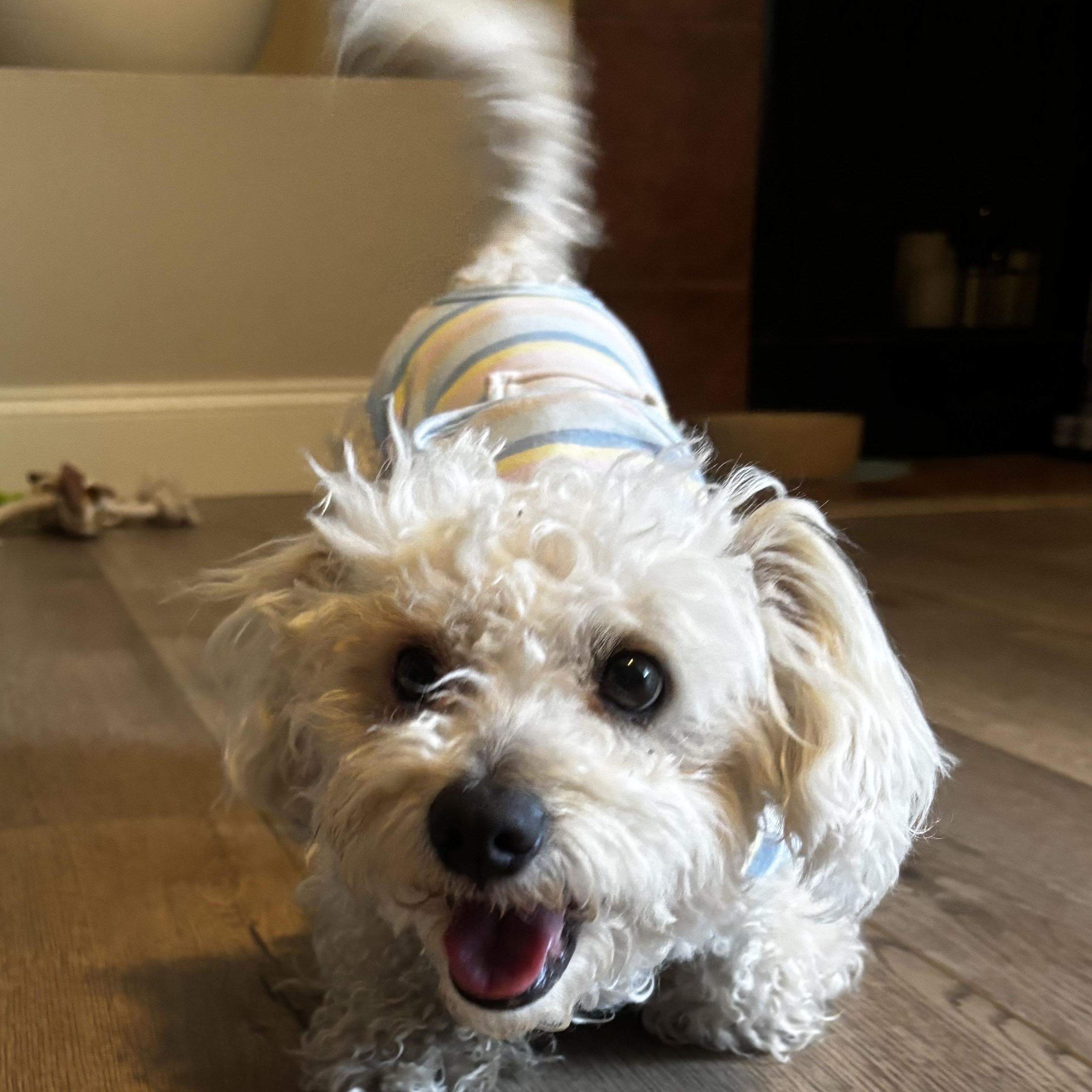 Kenny, a Adopted mixed breed in Phoenix, AZ image 6/6