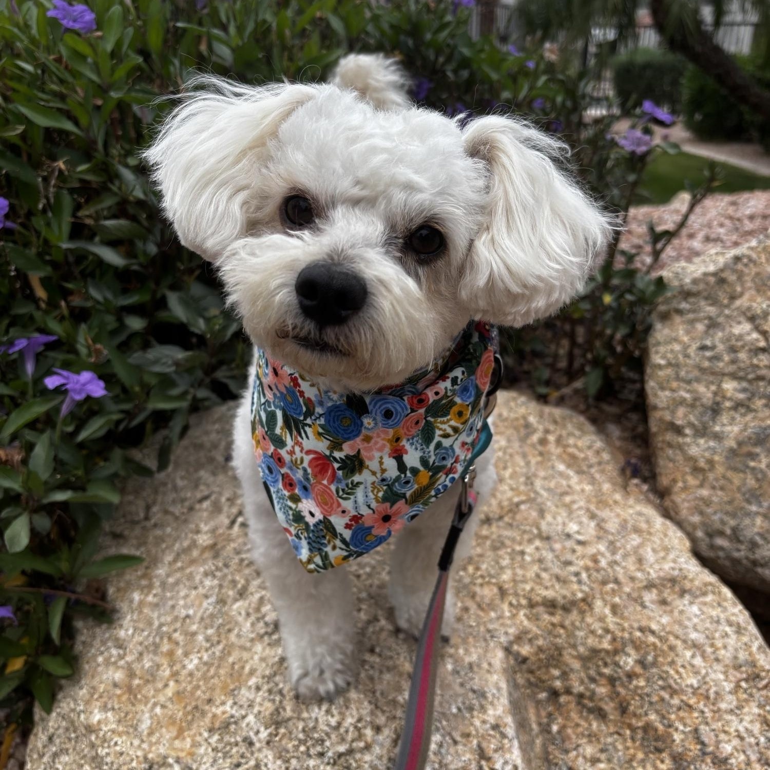 Kenny, a Adopted mixed breed in Phoenix, AZ image 2/6