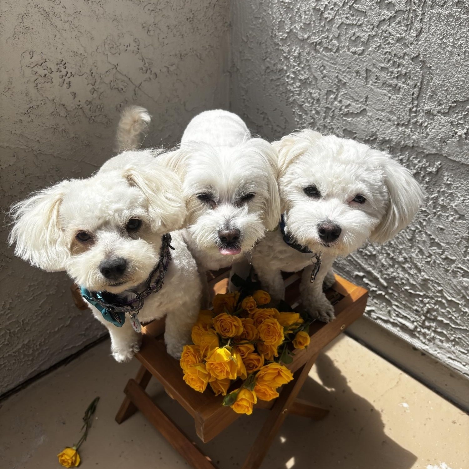 Kenny, a Adopted mixed breed in Phoenix, AZ image 4/6