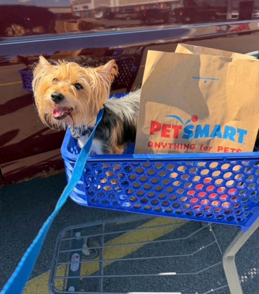 Enlarge Taco-silky terrier, a Adopted Silky Terrier in Hamburg, NY image 6/6