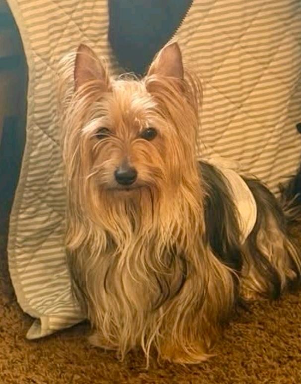 Enlarge Taco-silky terrier, a Adopted Silky Terrier in Hamburg, NY image 2/6