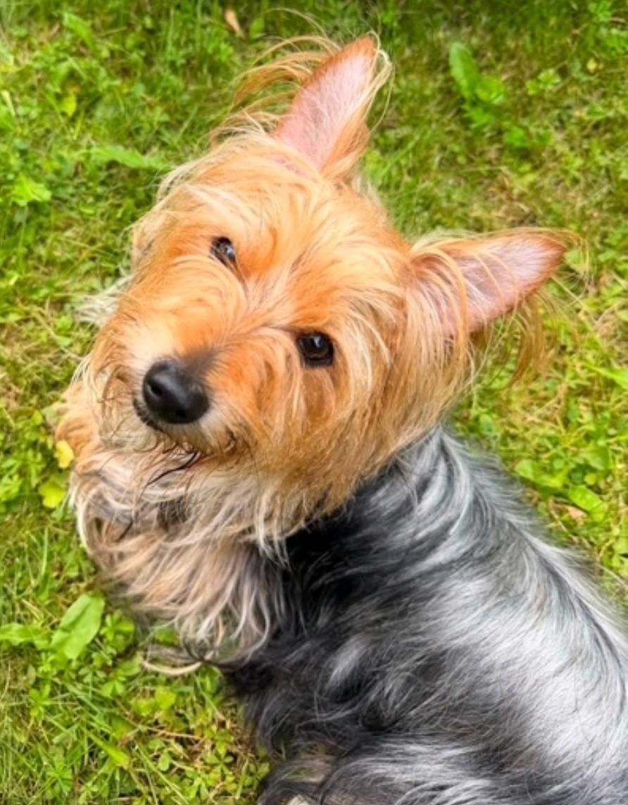 Enlarge Taco-silky terrier, a Adopted Silky Terrier in Hamburg, NY image 4/6