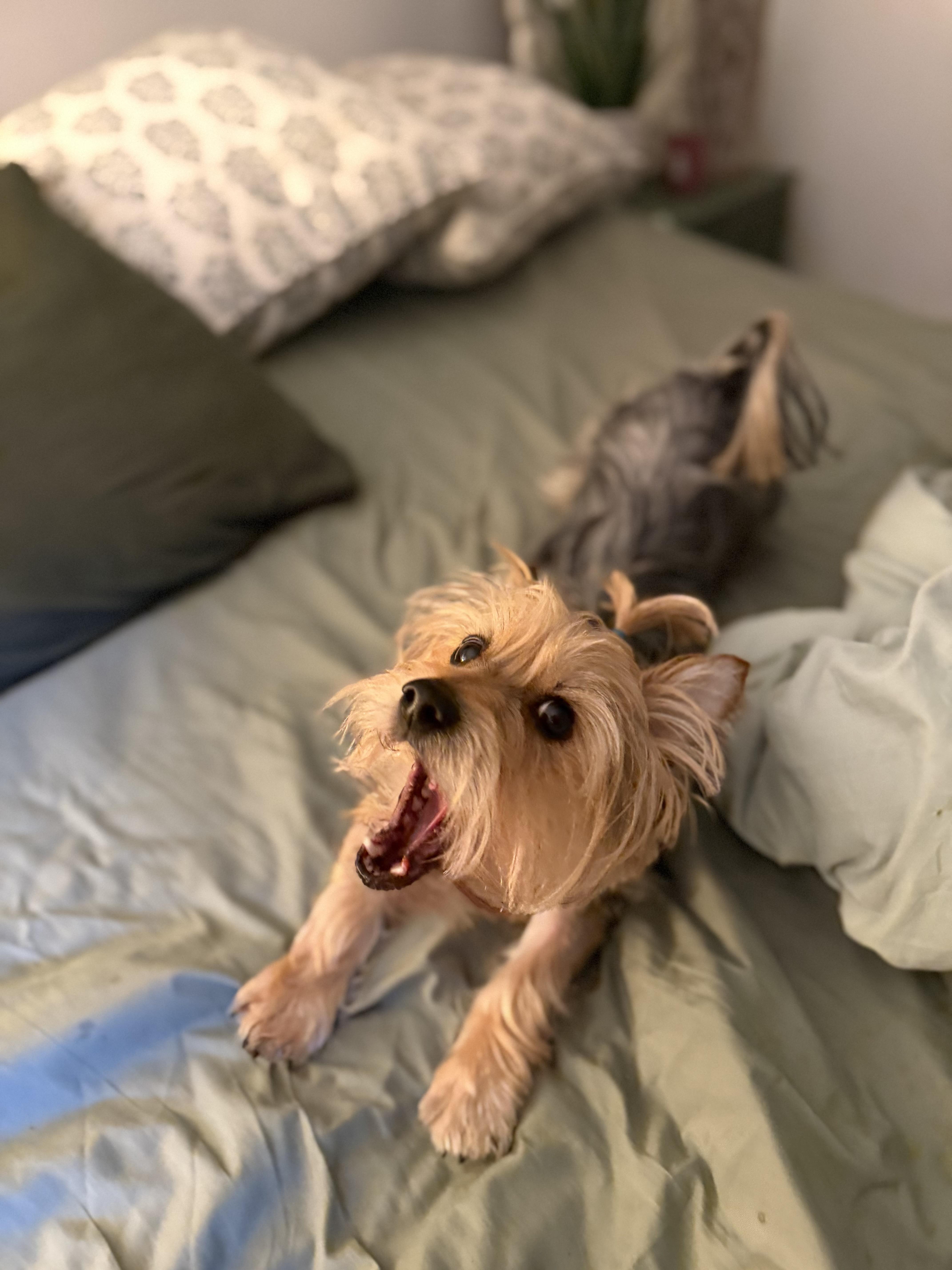 Taco-silky terrier, Adopted, Young Male Silky Terrier.
