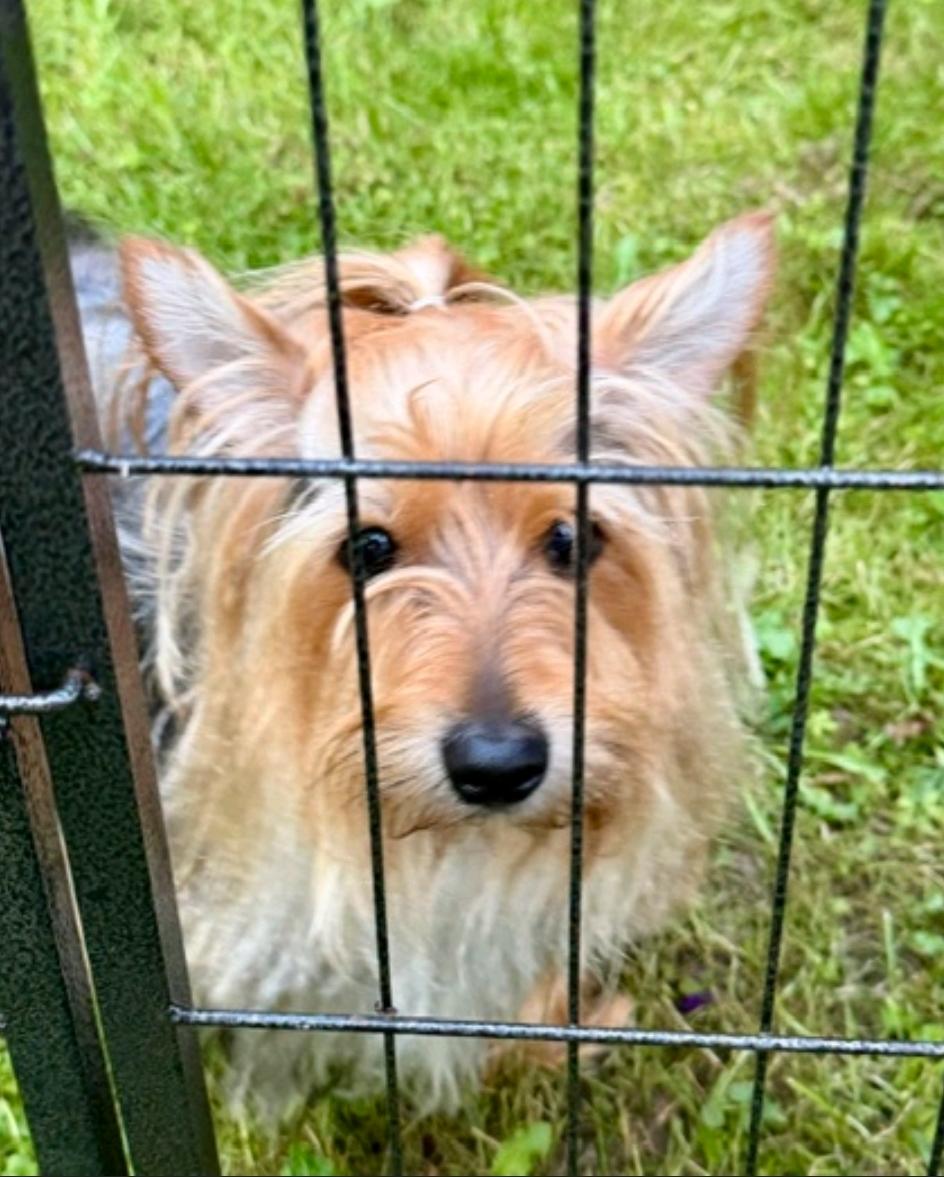 Enlarge Taco-silky terrier, a Adopted Silky Terrier in Hamburg, NY image 3/6
