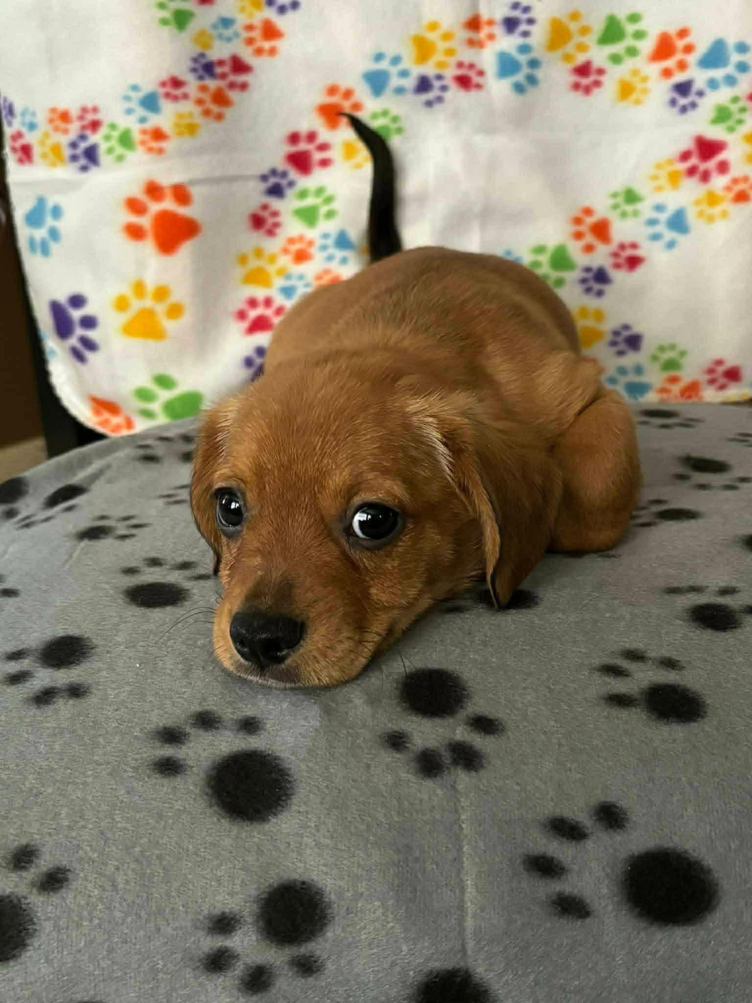 Latte, Adoptable, Puppy Male Terrier & Dachshund.