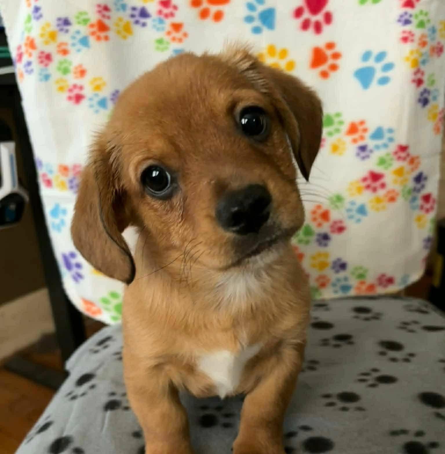 Enlarge Latte, a Adoptable mixed breed in New London, WI image 2/3