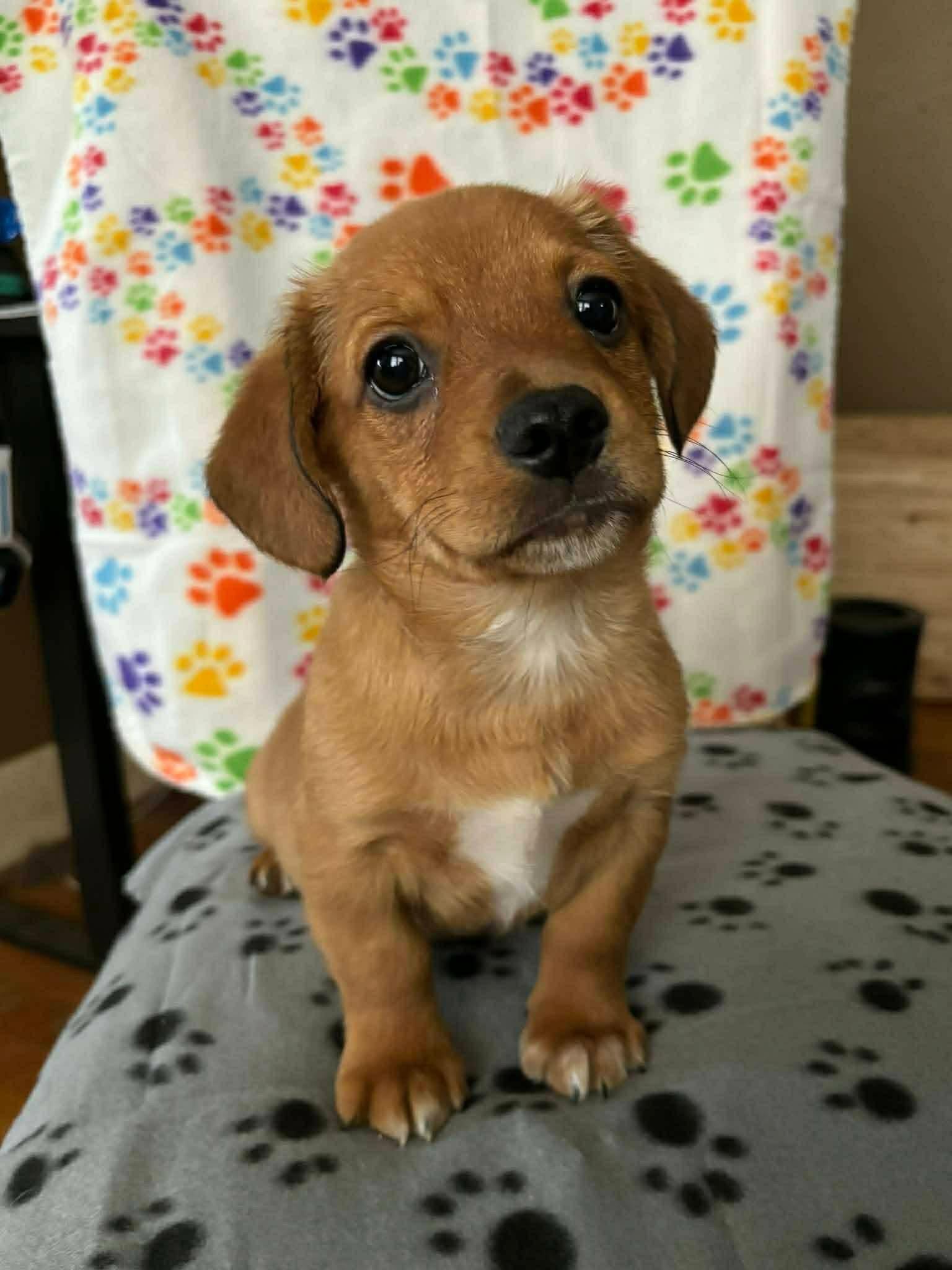 Enlarge Latte, a Adoptable mixed breed in New London, WI image 3/3