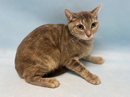 Mari, Adoptable, Adult Female Domestic Short Hair & Domestic Short Hair.