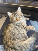 Buddy, ADOPTABLE, Young Male Domestic Medium Hair.
