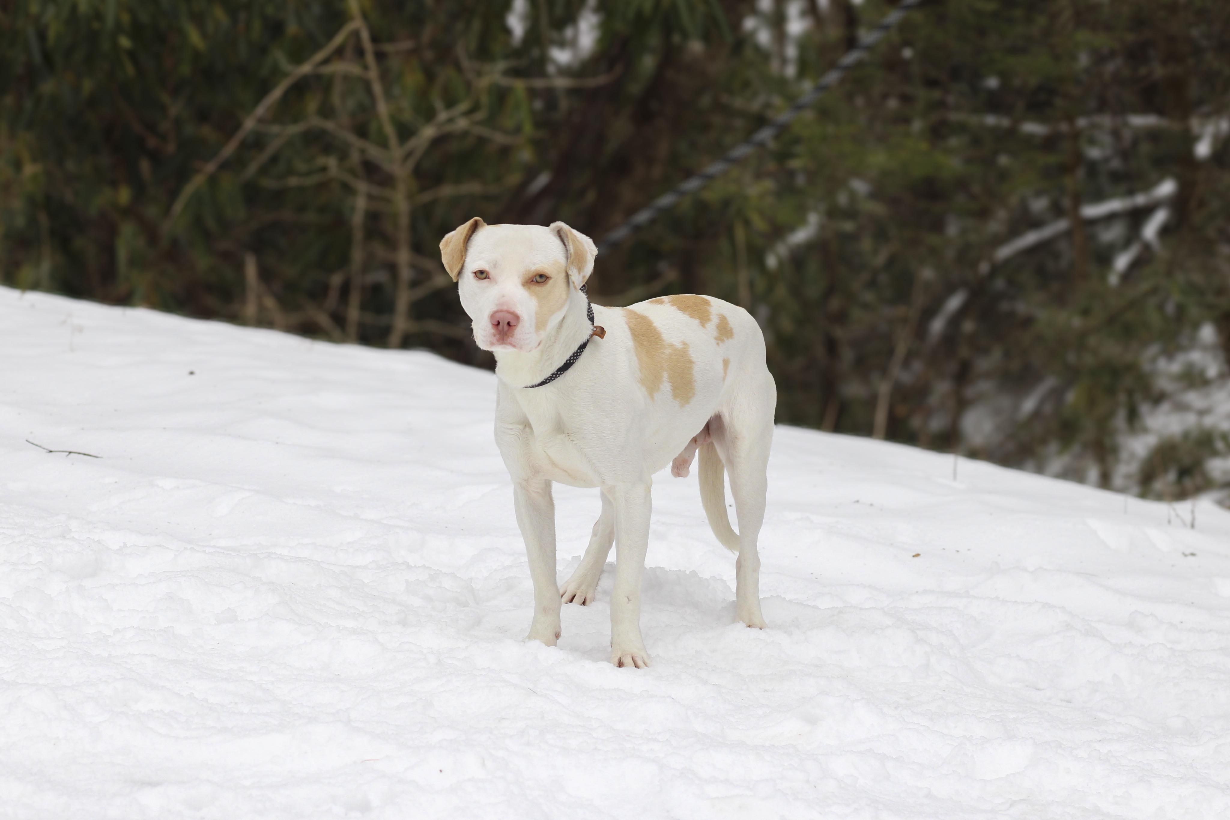 Adam, ADOPTABLE, Adult Male American Staffordshire Terrier.