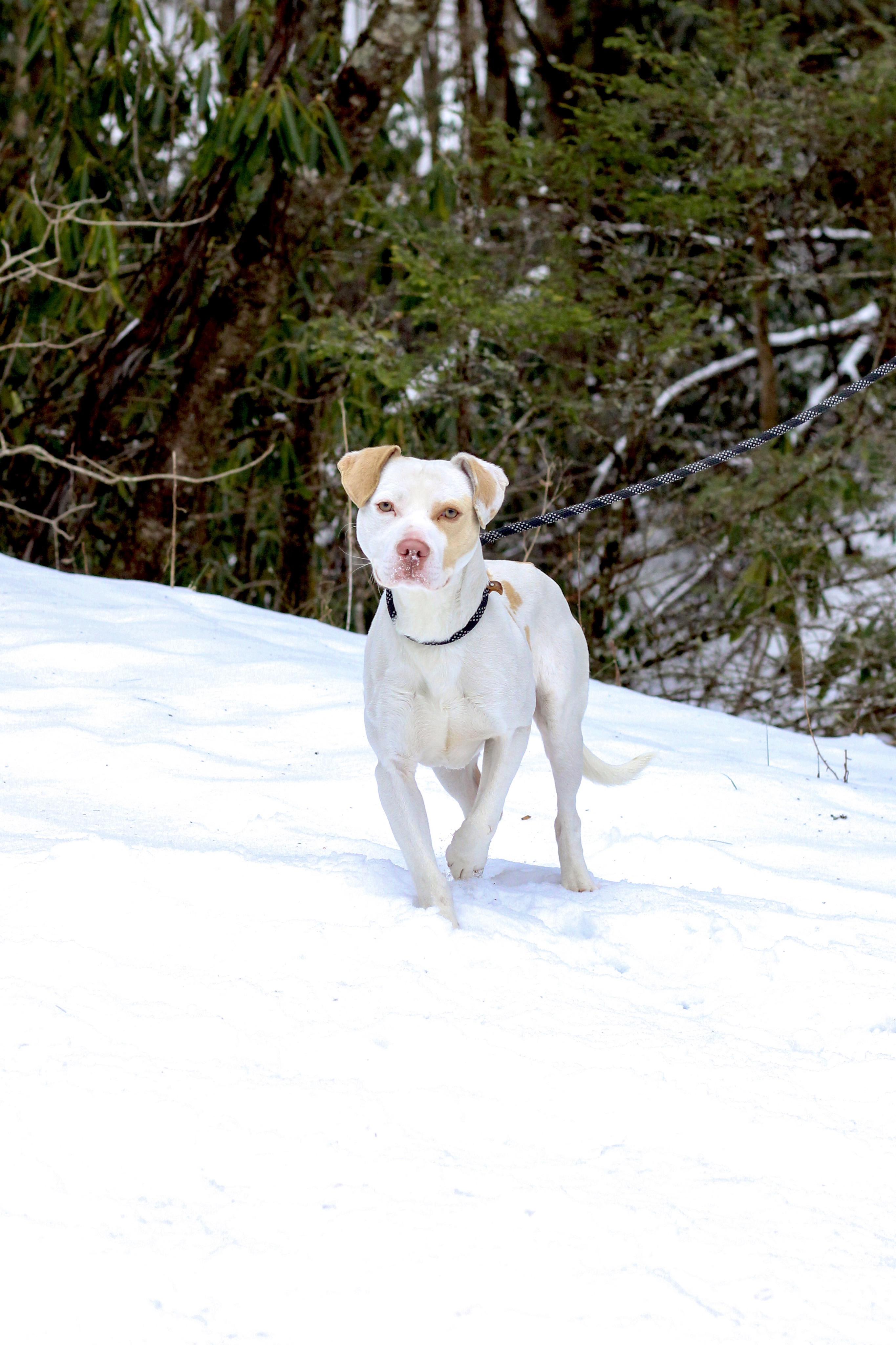 Enlarge Adam, a ADOPTABLE American Staffordshire Terrier in Mountain City, TN image 2/2