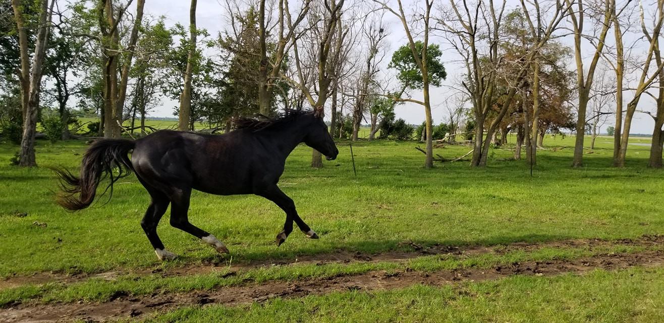 Enlarge Jack, a Adoptable Quarterhorse in Scotland, SD image 1/6