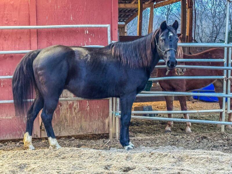 Enlarge Jack, a Adoptable Quarterhorse in Scotland, SD image 2/6