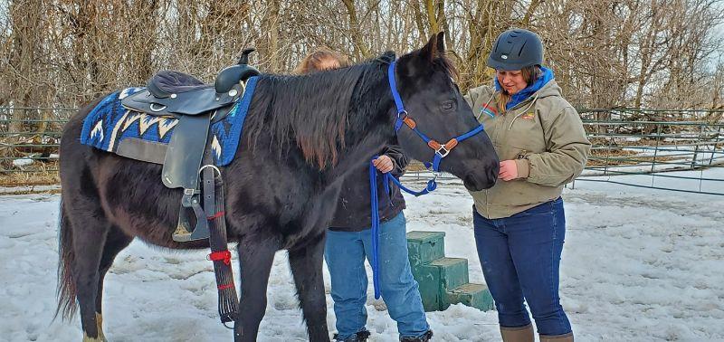 Enlarge Jack, a Adoptable Quarterhorse in Scotland, SD image 3/6