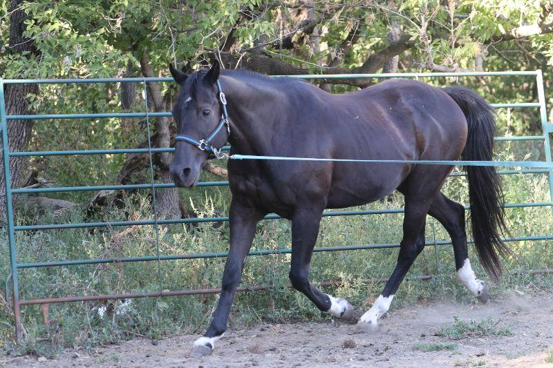 Enlarge Jack, a Adoptable Quarterhorse in Scotland, SD image 4/6