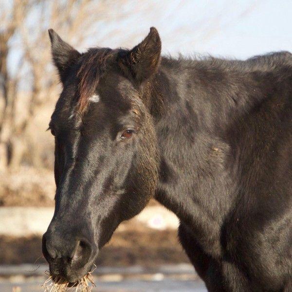 Enlarge Jack, a Adoptable Quarterhorse in Scotland, SD image 5/6