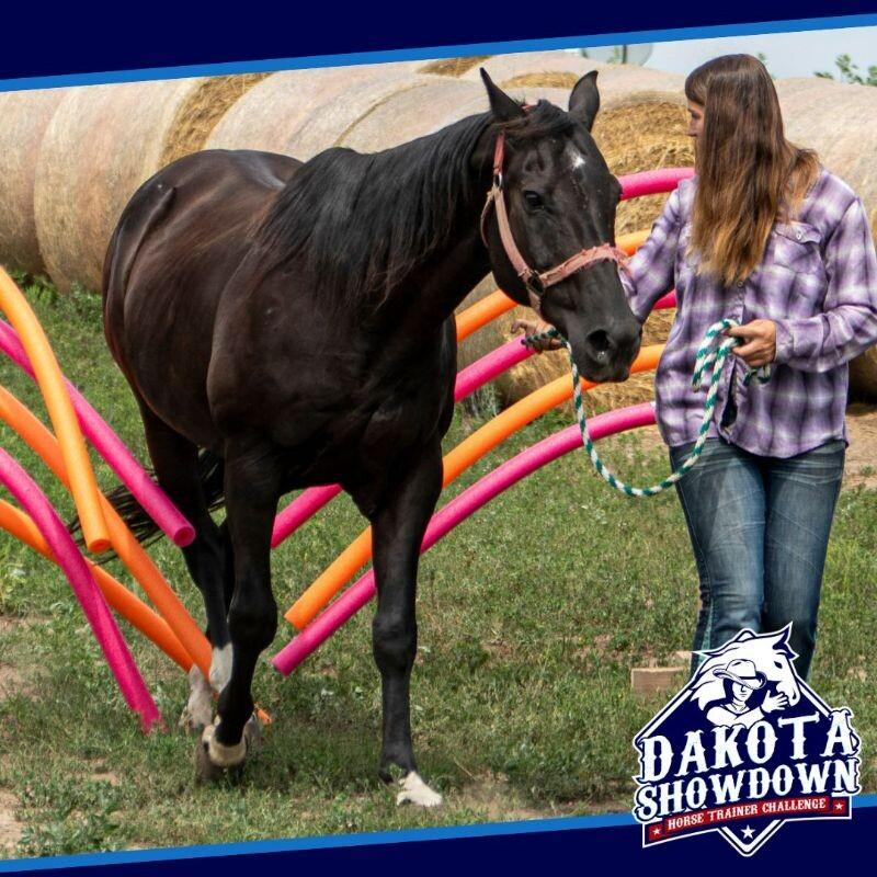 Enlarge Jack, a Adoptable Quarterhorse in Scotland, SD image 6/6