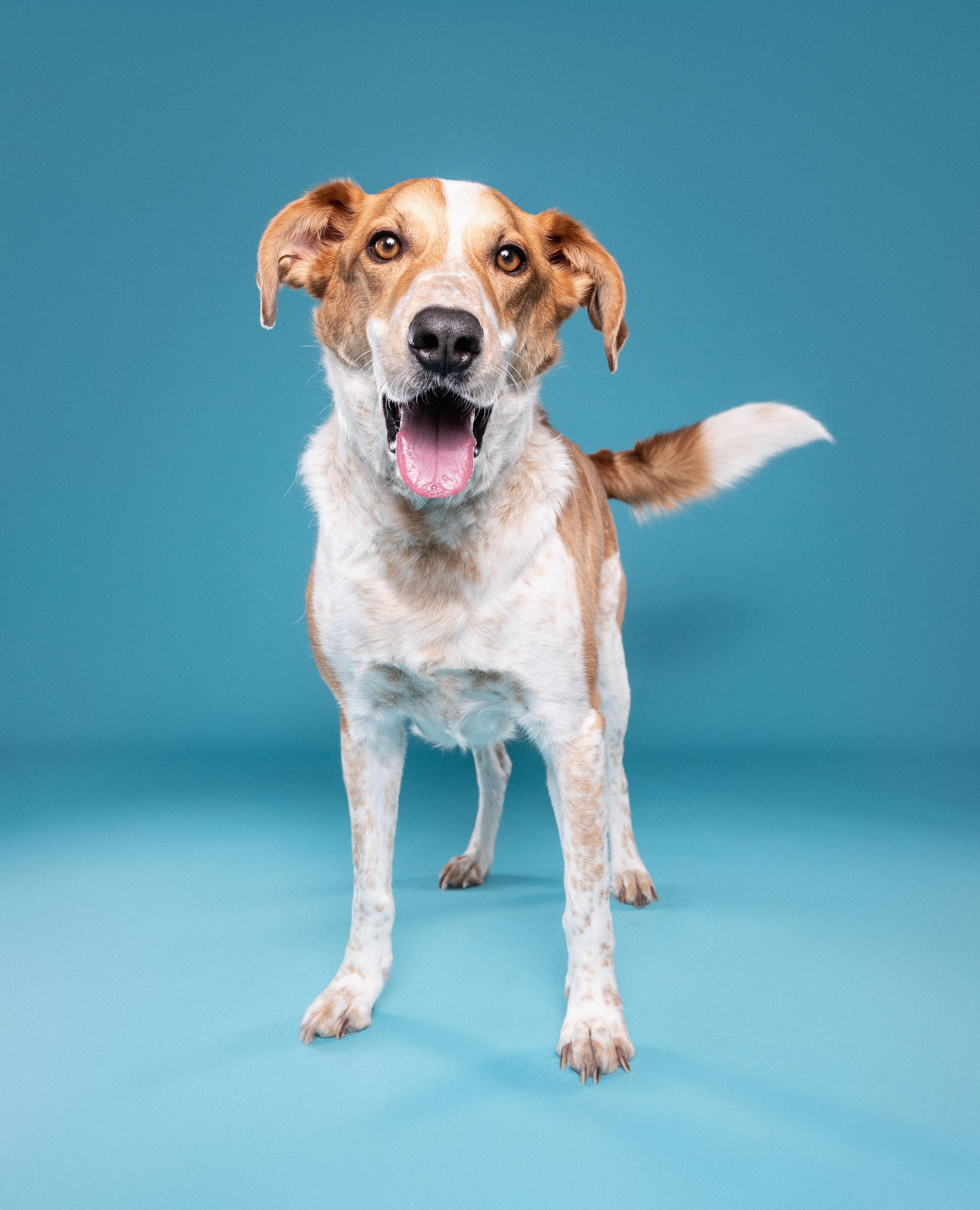 Enlarge Dexter, a ADOPTABLE mixed breed in Mississauga, ON image 3/5